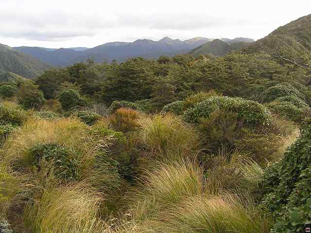 Ruahine - Sunrise Hut 053.jpg